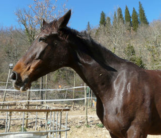 Butterfly Z, la mia prima cavalla da salto. Ha un carattere molto dolce.